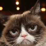 Grumpy Cat dead: Internet’s most famous feline passes away aged seven