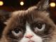 Grumpy Cat dead: Internet’s most famous feline passes away aged seven