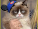 Grumpy Cat Dead – Beloved Internet Famous Cat Dies at 7